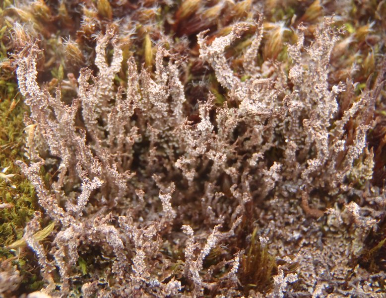 Cladonia squamosa