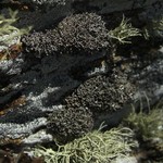 Cladonia stipitata