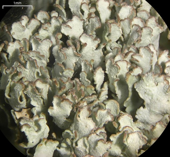 Cladonia stipitata
