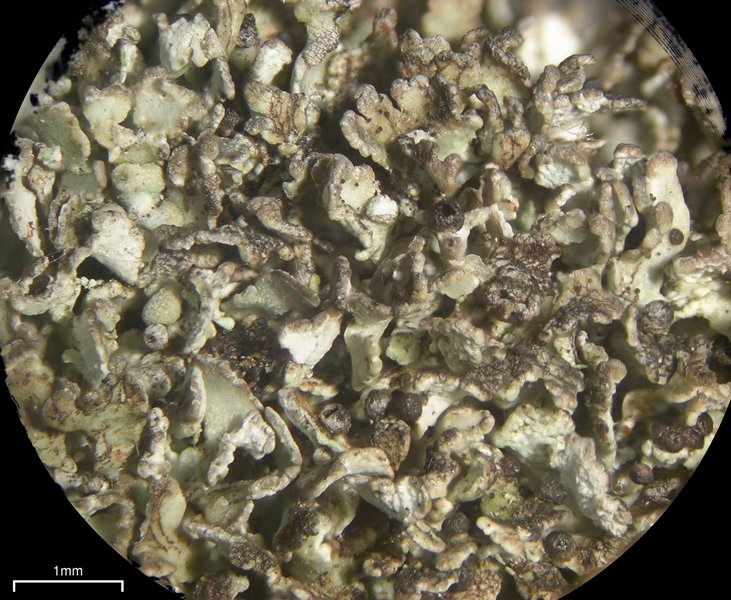Cladonia stipitata