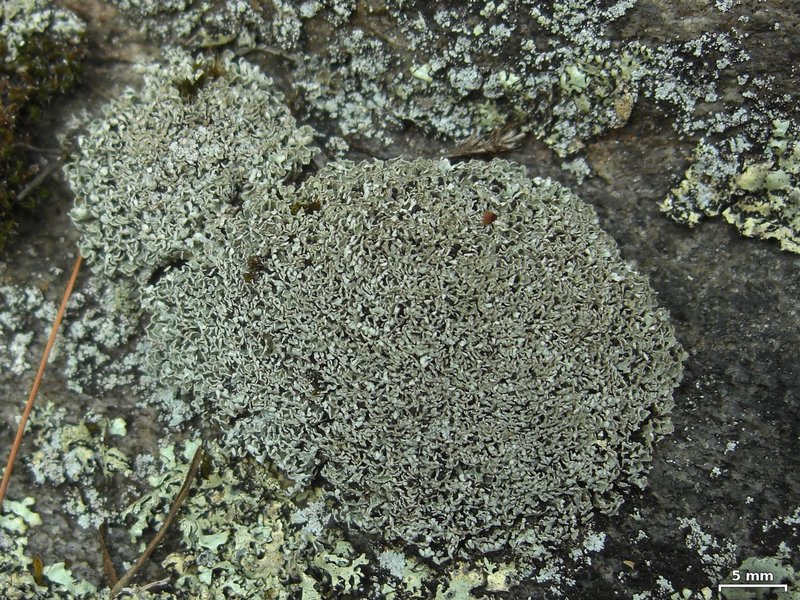 Cladonia stipitata