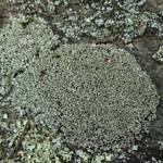 Cladonia stipitata