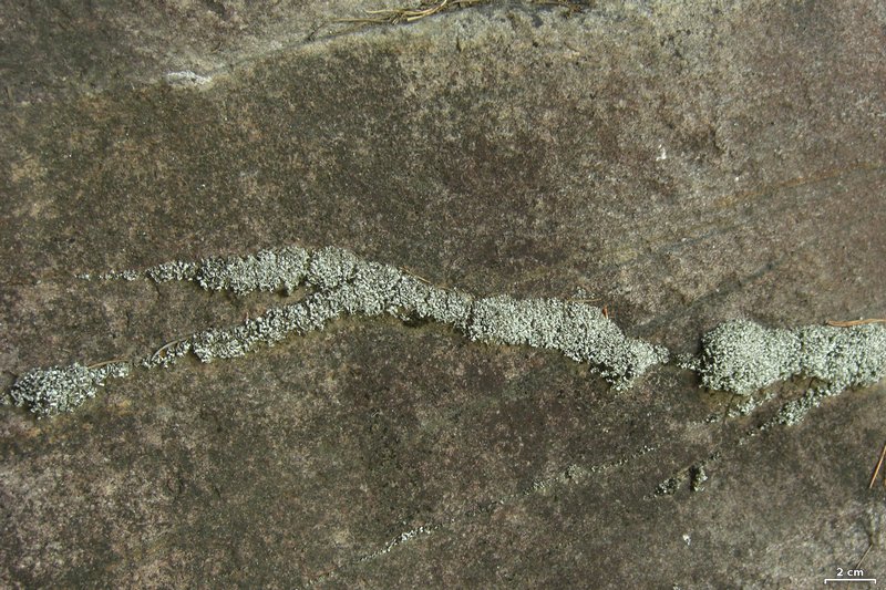 Cladonia stipitata