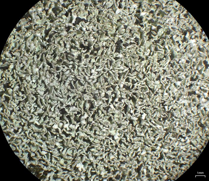 Cladonia stipitata