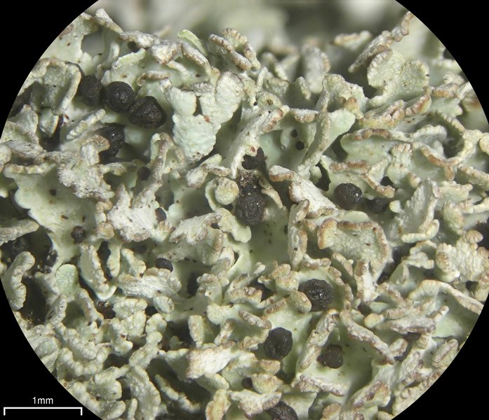 Cladonia stipitata