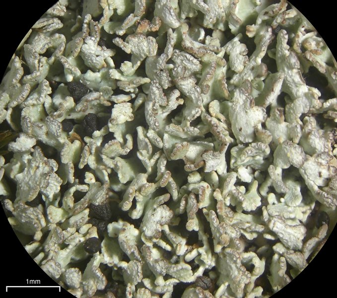 Cladonia stipitata