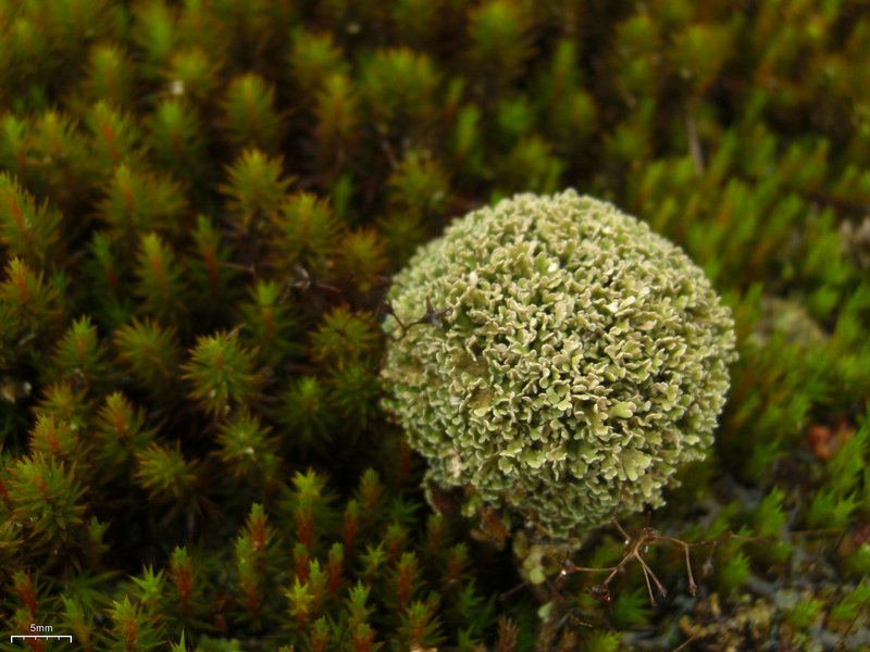 Cladonia strepsilis