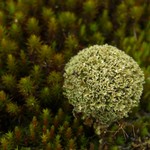 Cladonia strepsilis