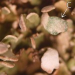 Cladonia strepsilis