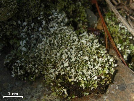 Cladonia strepsilis