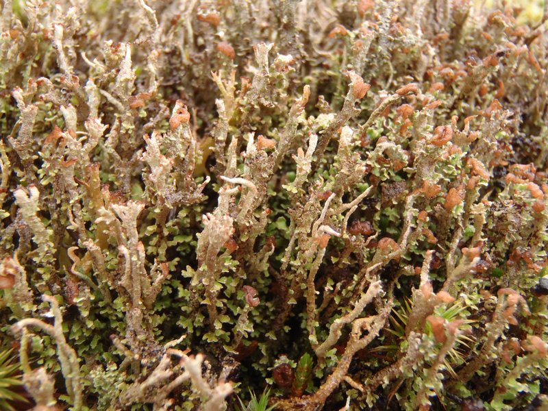 Cladonia stricta
