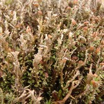 Cladonia stricta