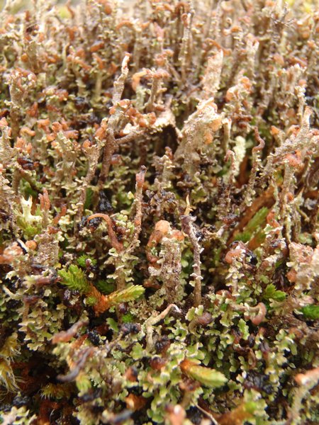 Cladonia stricta