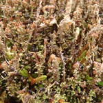 Cladonia stricta