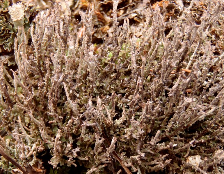 Cladonia stricta