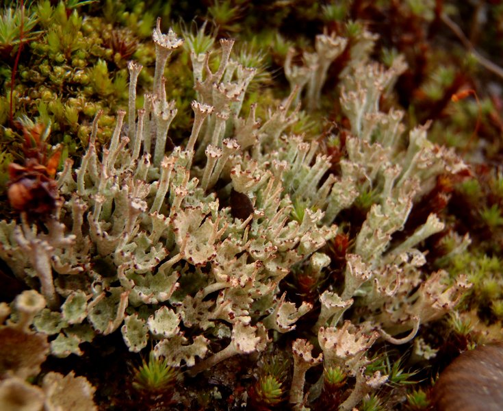 Cladonia stricta