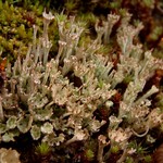 Cladonia stricta