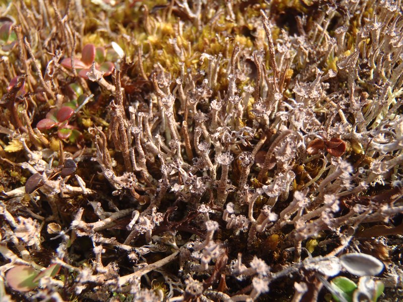 Cladonia stricta