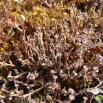 Cladonia stricta