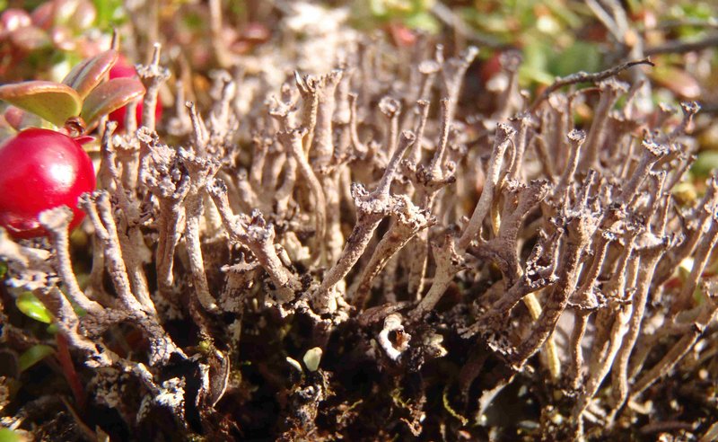 Cladonia stricta