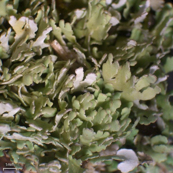 Cladonia subcariosa