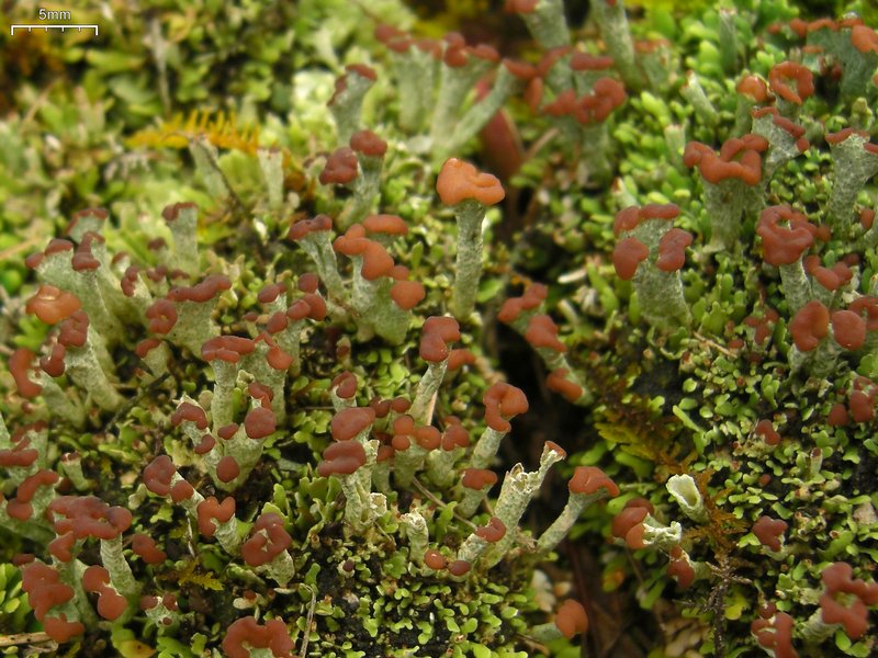 Cladonia subcariosa