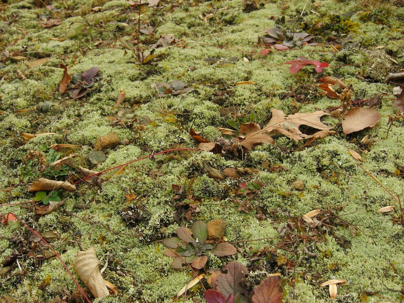 Cladonia subcariosa