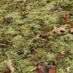 Cladonia subcariosa