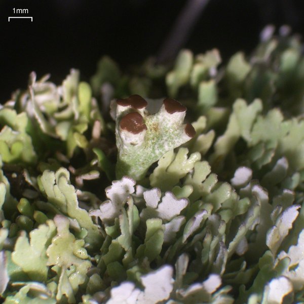 Cladonia subcariosa