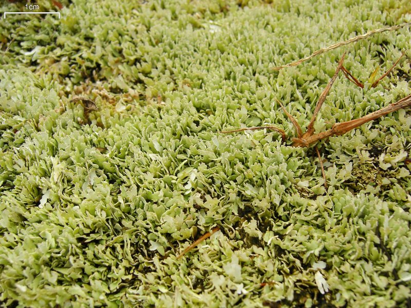 Cladonia subcariosa