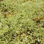 Cladonia subcariosa