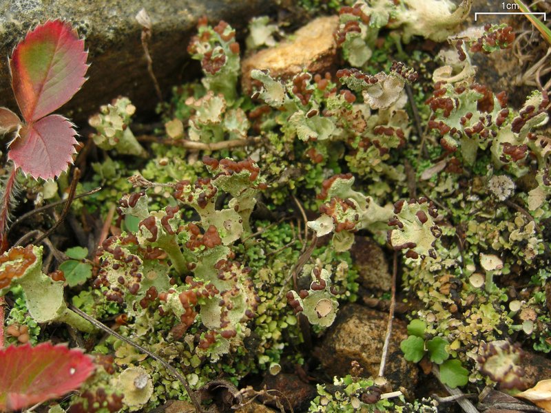 Cladonia subcariosa