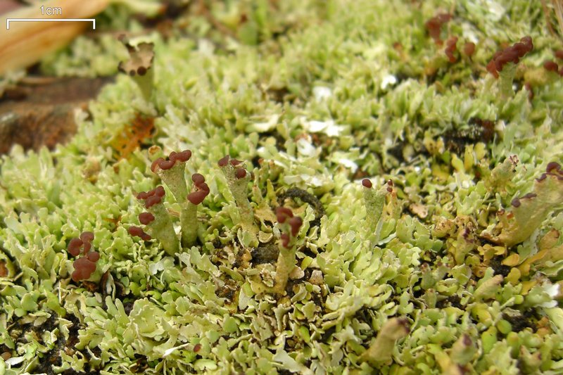 Cladonia subcariosa