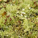 Cladonia subcariosa