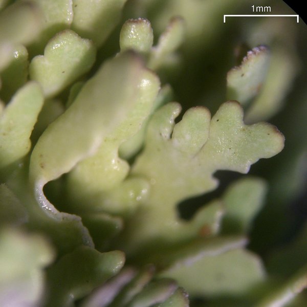 Cladonia subcariosa