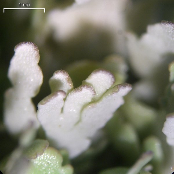 Cladonia subcariosa
