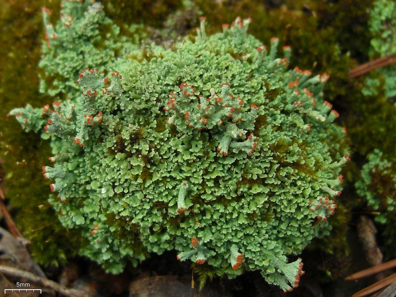 Cladonia subcariosa