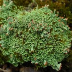 Cladonia subcariosa