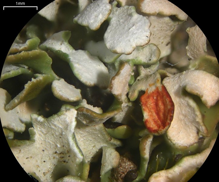 Cladonia subcariosa