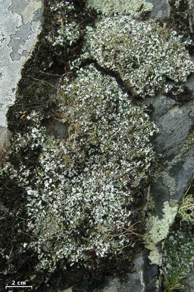 Cladonia subcariosa