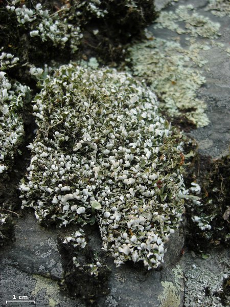 Cladonia subcariosa