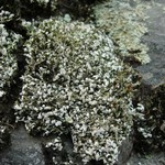 Cladonia subcariosa