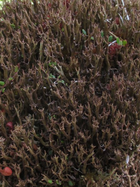 Cladonia subfurcata