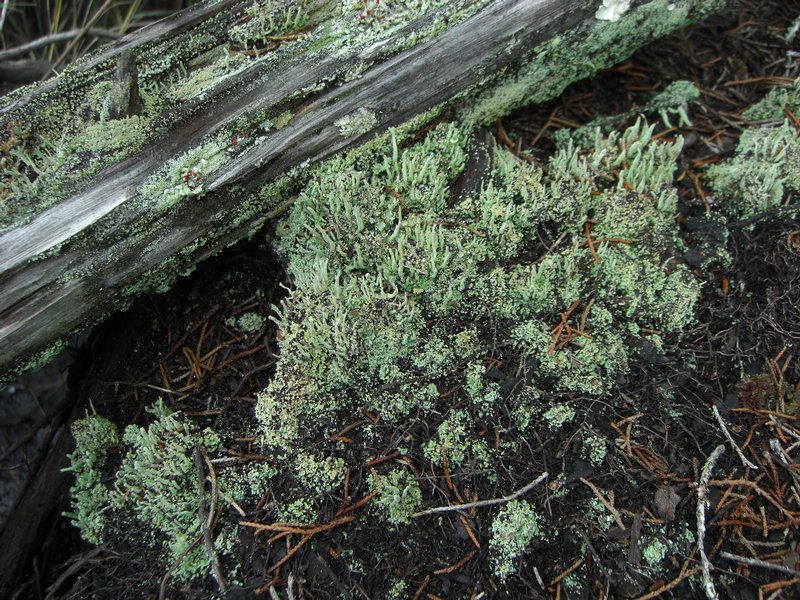 Cladonia subradiata