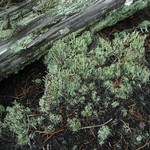 Cladonia subradiata