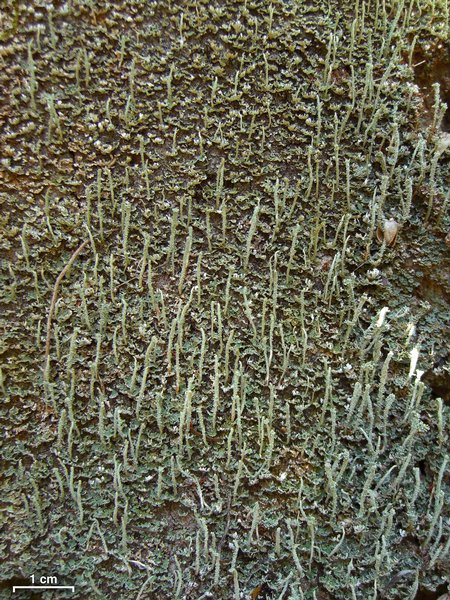 Cladonia subradiata