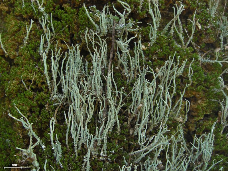 Cladonia subradiata