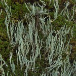 Cladonia subradiata