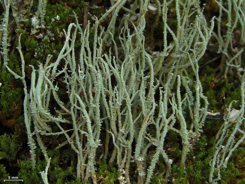 Cladonia subradiata