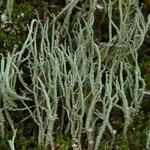 Cladonia subradiata